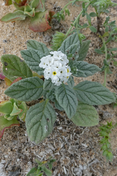 Many-branched Heliotrope