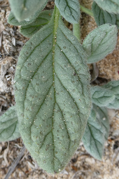 Many-branched Heliotrope