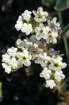 Many-branched Heliotrope