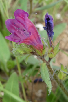 Purple Viper's-bugloss