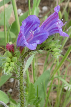 Purple Viper's-bugloss