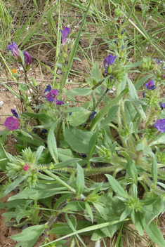 Purple Viper's-bugloss