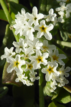 Many-branched Heliotrope