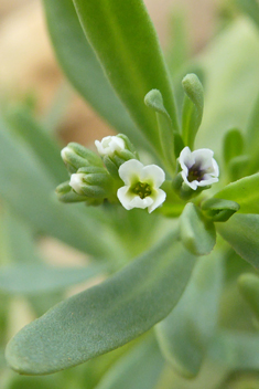 Seaside Heliotrope