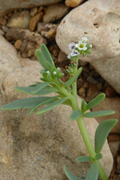 Seaside Heliotrope