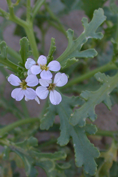 Sea Rocket