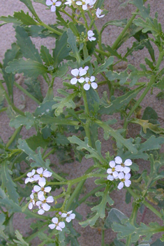 Sea Rocket