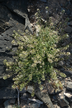 Lobularia libyca