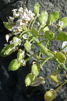 Lobularia libyca