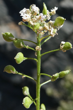 Lobularia libyca