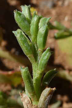 Horn-fruit