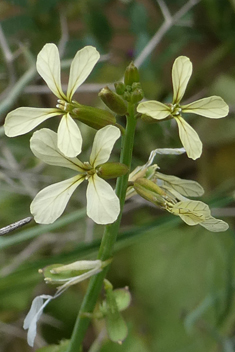 Cress Rocket