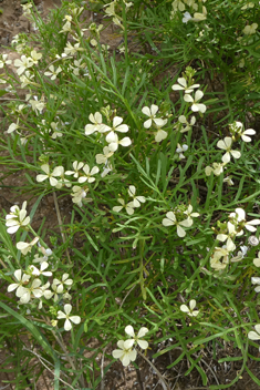 Cress Rocket