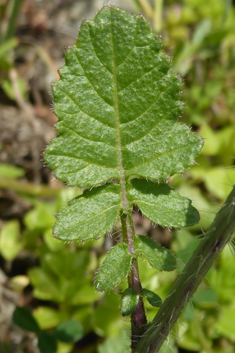 Hoary Mustard