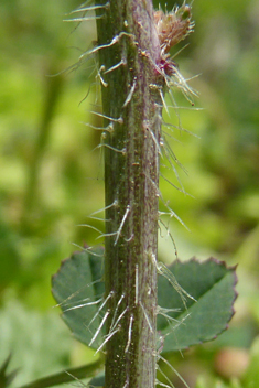 Hoary Mustard