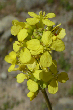 Hoary Mustard