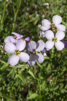 Sea Rocket