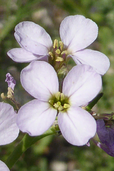 Sea Rocket