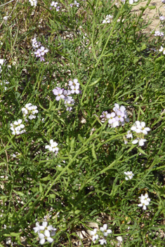 Sea Rocket