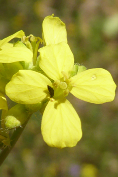 Hoary Mustard