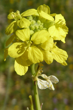 Hoary Mustard