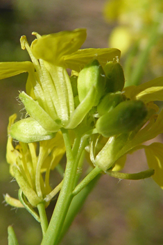 Hoary Mustard