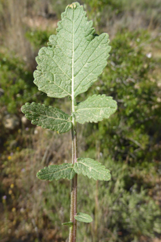 Hoary Mustard