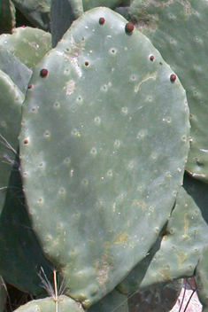 Common Prickly-pear