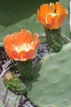 Common Prickly-pear