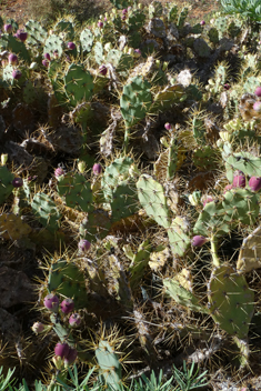 Opuntia dillenii