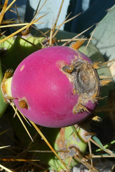 Opuntia dillenii