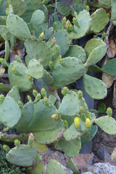 Common Prickly-pear