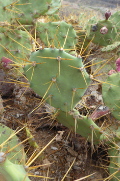 Opuntia dillenii