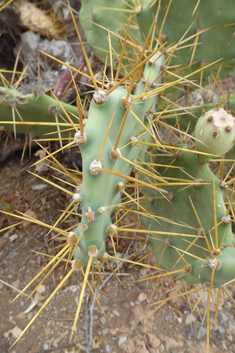 Opuntia dillenii