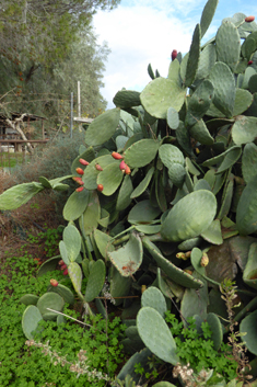 Common Prickly-pear