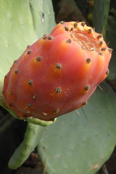 Common Prickly-pear