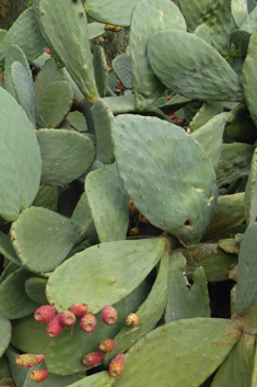 Common Prickly-pear