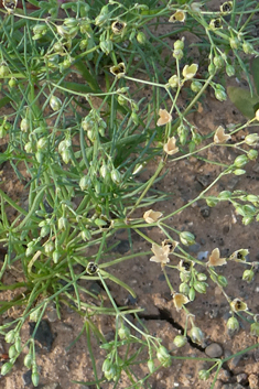 Spergularia flaccida