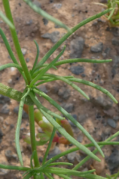 Spergularia flaccida