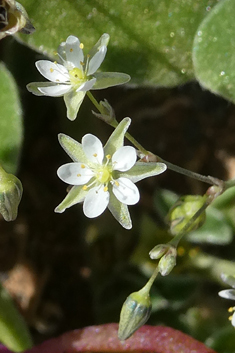 Spergularia flaccida