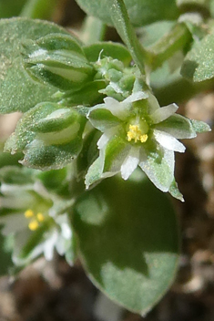 Four-leaved Allseed