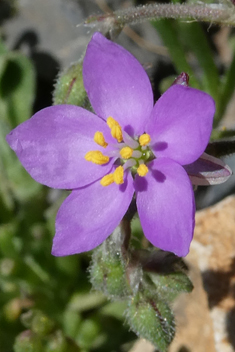 Spergularia fimbriata