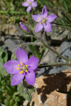 Spergularia fimbriata