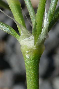 Spergularia fimbriata