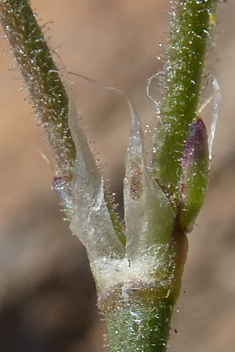 Spergularia fimbriata