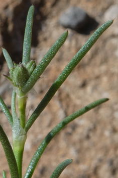 Spergularia fimbriata