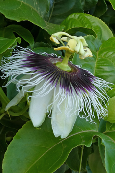 Edible Passionflower