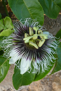 Edible Passionflower