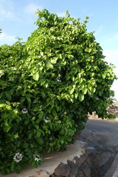 Edible Passionflower