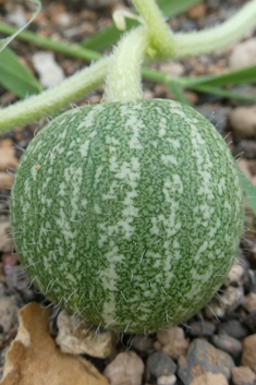 Bitter Cucumber